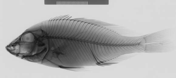 صورة Placidochromis subocularis (Günther 1894)