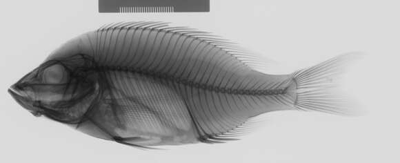 Image de Ctenopharynx intermedius (Günther 1864)