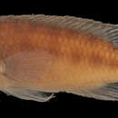 Image of Congochromis dimidiatus (Pellegrin 1900)