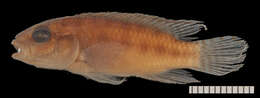 Image of Congochromis dimidiatus (Pellegrin 1900)