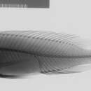 Image of Neolamprologus furcifer (Boulenger 1898)