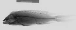 Image of Neolamprologus furcifer (Boulenger 1898)