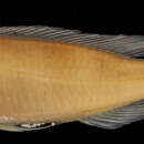 Image of Tangachromis dhanisi (Poll 1949)