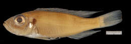 Image of Tangachromis dhanisi (Poll 1949)