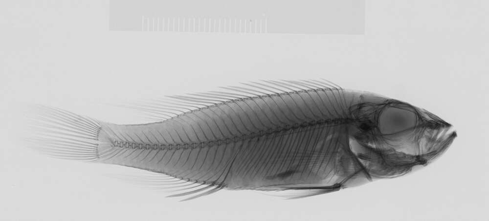 Image of Tangachromis dhanisi (Poll 1949)