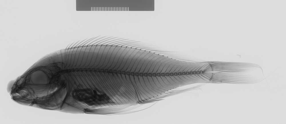 Image of Ophthalmotilapia