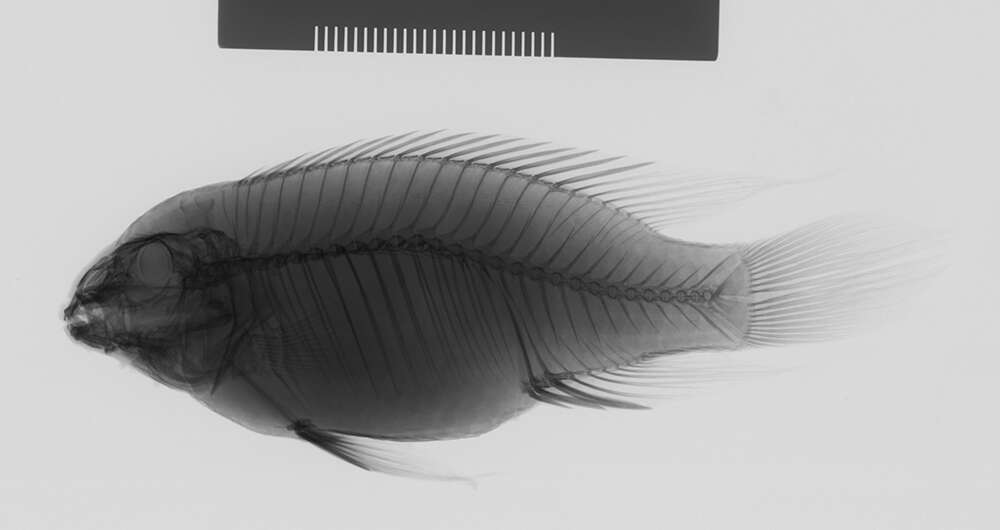 Image of Pelvicachromis