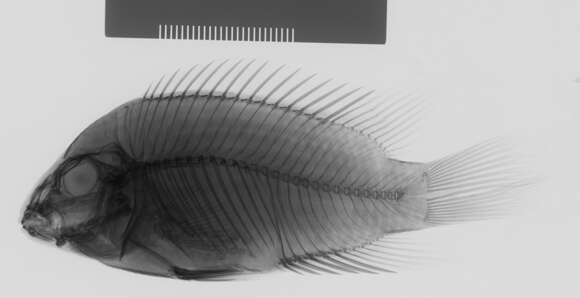 Image of Cryptoheros panamensis (Meek & Hildebrand 1913)