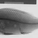 Image of <i>Neochromis rockpicker</i>