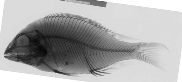 Image of Haplochromis trianodon sandy shore