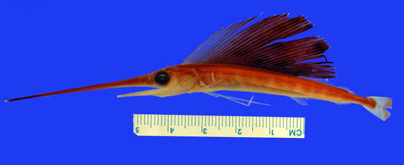 Image of Atlantic sailfish