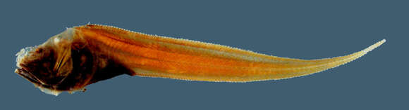 Image of Lamprogrammus niger Alcock 1891