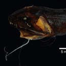 Image of Scaleless Black Dragonfish