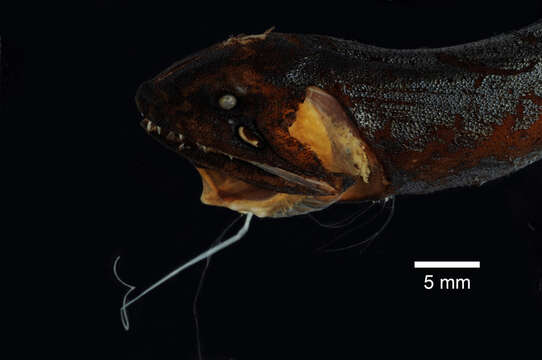 Image of Scaleless Black Dragonfish
