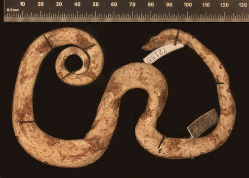 Image of Candoia carinata tepedeleni Smith, Chiszar, Tepedelen & van Breukelen 2001