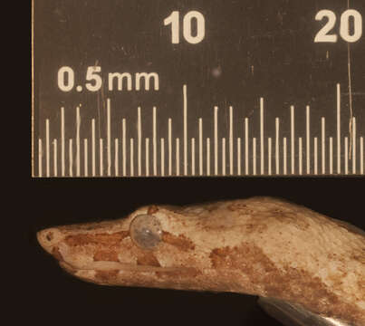 Image of Candoia carinata tepedeleni Smith, Chiszar, Tepedelen & van Breukelen 2001