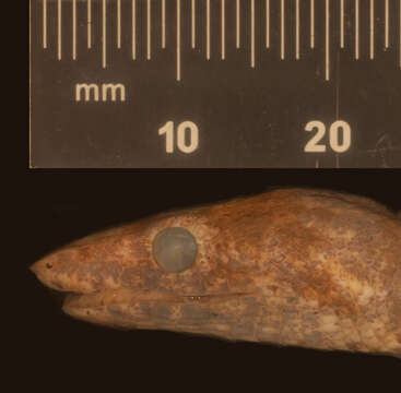 Image of Candoia paulsoni paulsoni (Stull 1956)