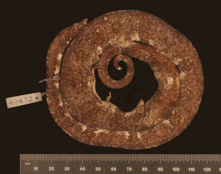 Image of Candoia carinata tepedeleni Smith, Chiszar, Tepedelen & van Breukelen 2001