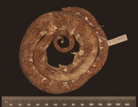 Image of Candoia carinata tepedeleni Smith, Chiszar, Tepedelen & van Breukelen 2001