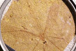 Image of <i>Tipula magnifica</i> Scudder 1894