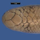 صورة Anomalepis aspinosus Taylor 1939