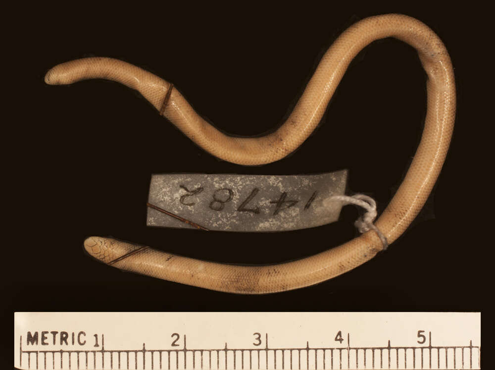 Image of Taylor's Peru Blind Snake