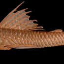 Hypostomus luetkeni (Steindachner 1877)的圖片