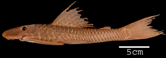 Image of Hypostomus luetkeni (Steindachner 1877)