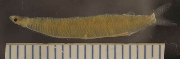 Слика од Megalopidae