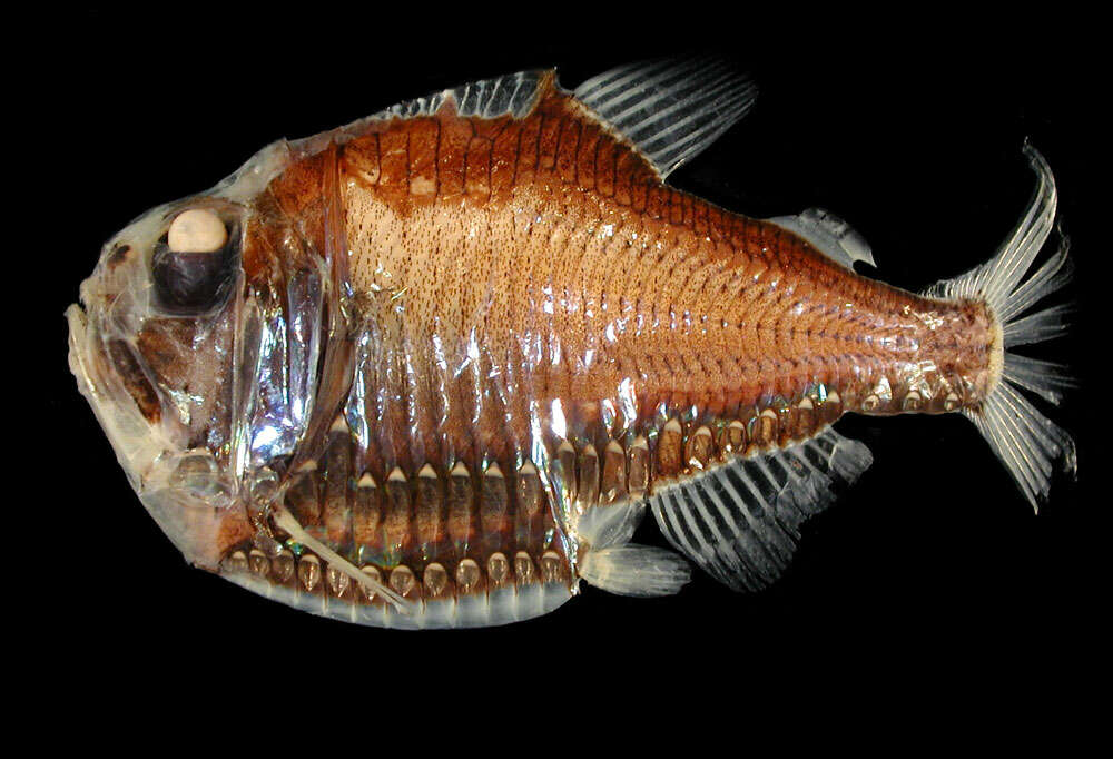 Image of Giant Hatchetfish