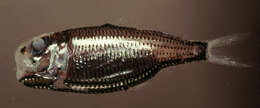Image of lightfishes