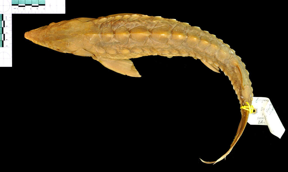 Image of Gulf Sturgeon