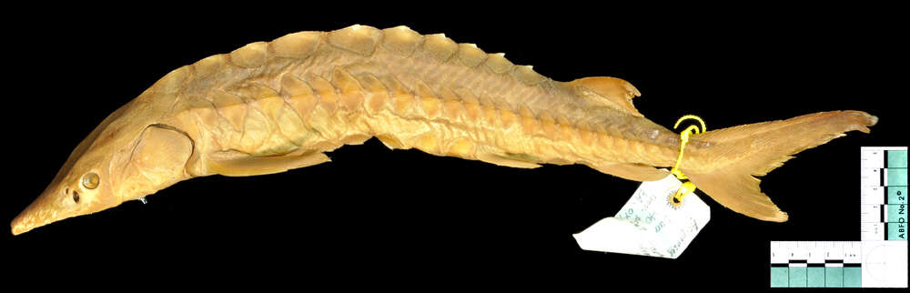 Image of Gulf Sturgeon