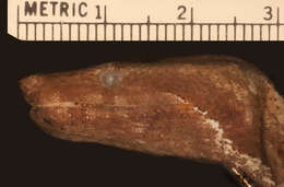 Image of Candoia paulsoni mcdowelli Smith & Chiszar 2001