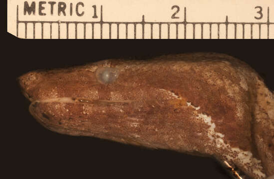 Image of Candoia paulsoni mcdowelli Smith & Chiszar 2001