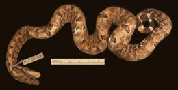 Image of Solomon Island Ground boa