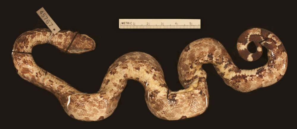 Image of Solomon Island Ground boa