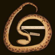 Image of Rainbow Boa