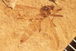 Image of <i>Penthetria intermedia</i>