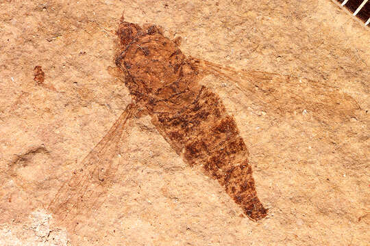 Image of Neorhynchocephalus melanderi
