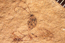 Image of Mesochorus