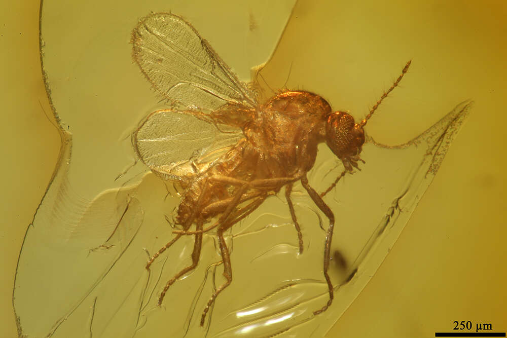 Image of biting midges