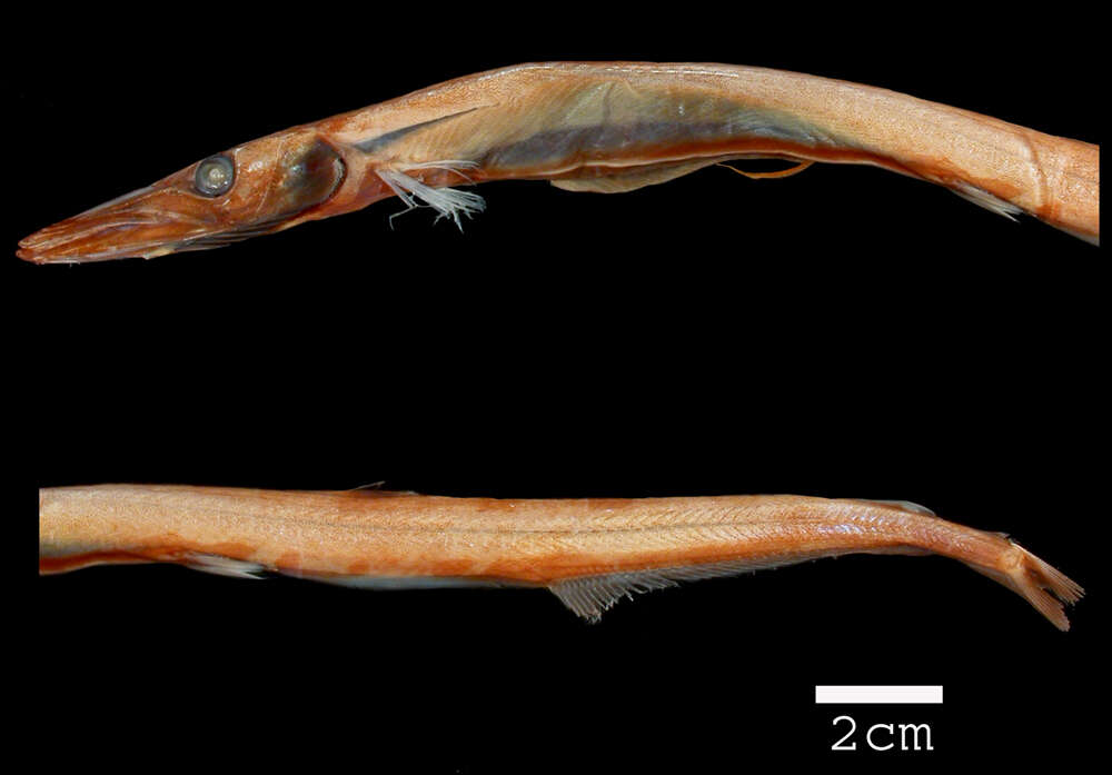 Stemonosudis intermedia (Ege 1933) resmi