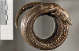 Image of Blackspotted Snake Eel