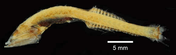 Слика од Cyclothone pseudopallida Mukhacheva 1964