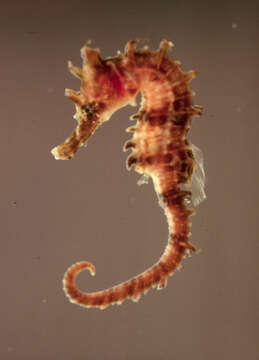 Image of Long-snout Seahorse