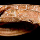Image of Slender snake-eel