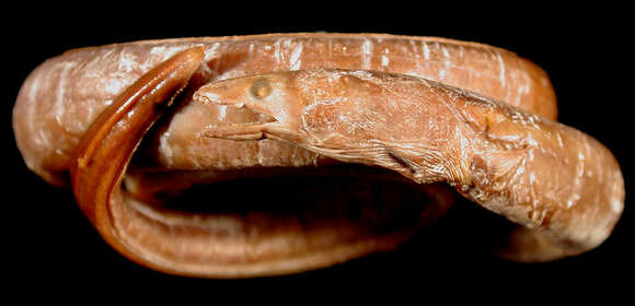 Image of Slender snake-eel