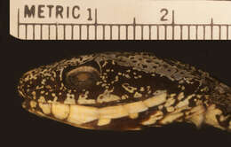 Image of False Fer-de-lance