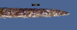 Image of False Fer-de-lance